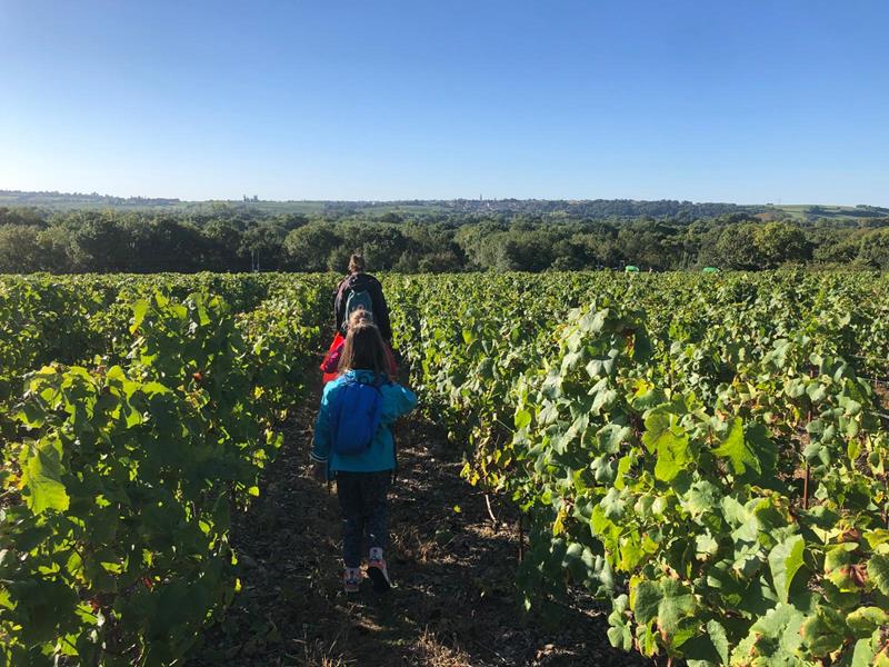 Les CE1-CE2 à la découverte de la vigne