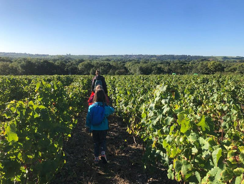 A la découverte des vignes